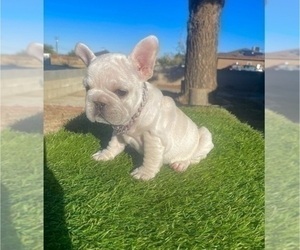 French Bulldog Puppy for sale in POMONA, CA, USA