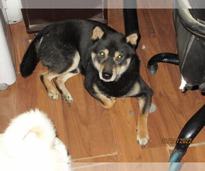 Father of the Shiba Inu puppies born on 03/12/2022