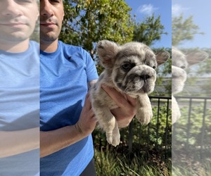 French Bulldog Puppy for Sale in SAN DIEGO, California USA
