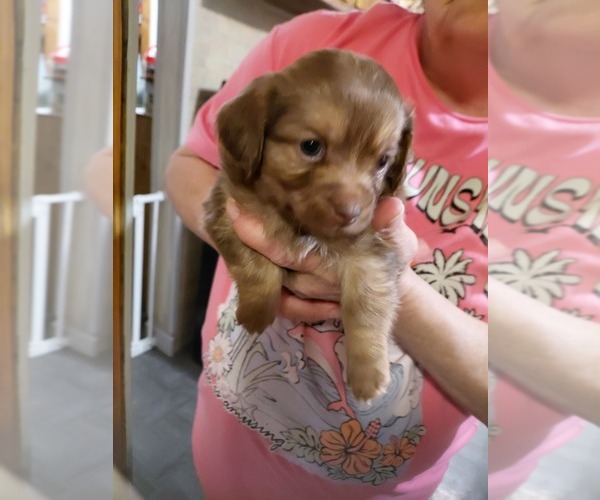 Medium Photo #1 Yorkshire Terrier Puppy For Sale in KANKAKEE, IL, USA