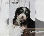 Puppy Vinny Bernedoodle