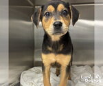 Small #2 Mutt
