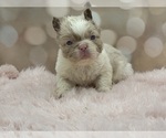 Small #15 French Bulldog