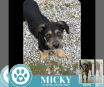 Small #1 Scottish Deerhound Mix