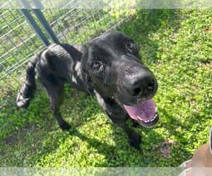 Labrador Retriever-Unknown Mix Dogs for adoption in Abbeville, LA, USA