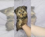 Small #14 Yorkshire Terrier