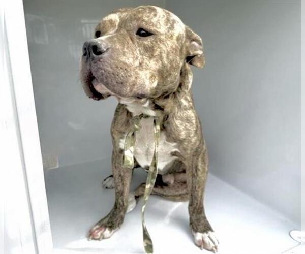 Medium Photo #1 American Staffordshire Terrier-Unknown Mix Puppy For Sale in Houston, TX, USA