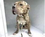 Small American Staffordshire Terrier Mix