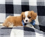 Small Photo #8 Cavalier King Charles Spaniel Puppy For Sale in LAKELAND, FL, USA