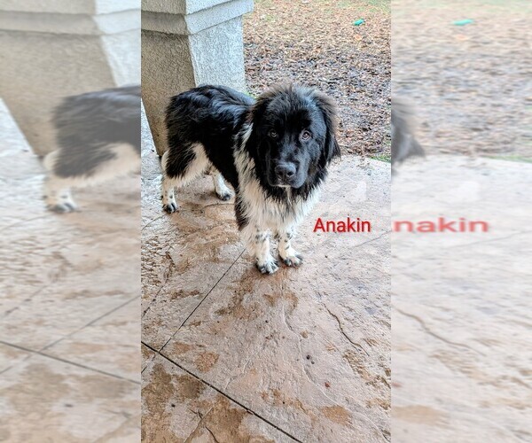 Medium Photo #4 Newfoundland Puppy For Sale in LAS VEGAS, NV, USA