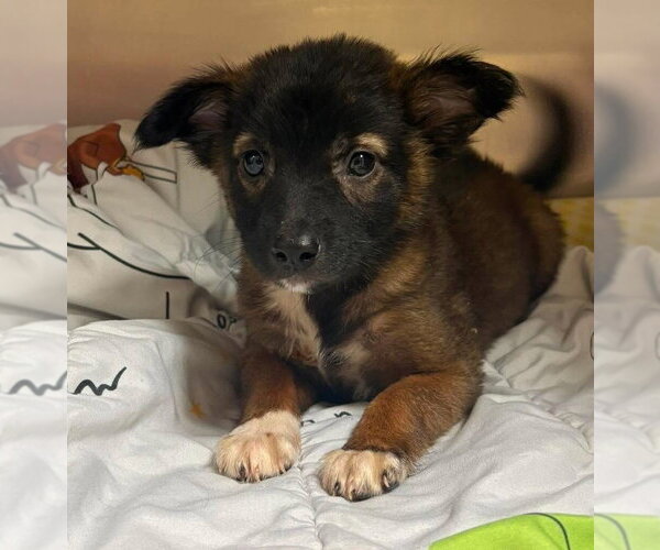 Medium Photo #7 Mutt Puppy For Sale in New York, NY, USA