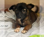 Small #6 Mutt