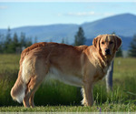 Small Photo #1 Golden Retriever Puppy For Sale in PRIEST RIVER, ID, USA
