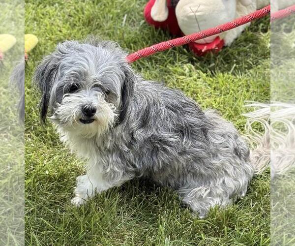 Medium Photo #3 Mal-Shi Puppy For Sale in Yardley, PA, USA
