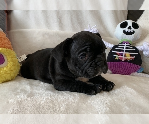 Medium Photo #6 French Bulldog Puppy For Sale in JOHNS ISLAND, SC, USA