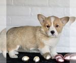 Small Photo #5 Pembroke Welsh Corgi Puppy For Sale in PARADISE, PA, USA
