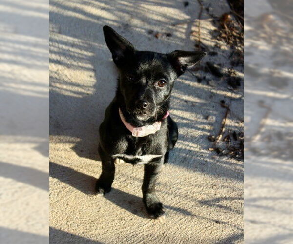 Medium Photo #1 Chihuahua-Unknown Mix Puppy For Sale in Doylestown, PA, USA