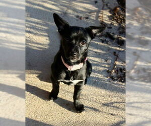 Chihuahua-Unknown Mix Dogs for adoption in Doylestown, PA, USA