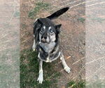 Small #5 German Shepherd Dog-Siberian Husky Mix