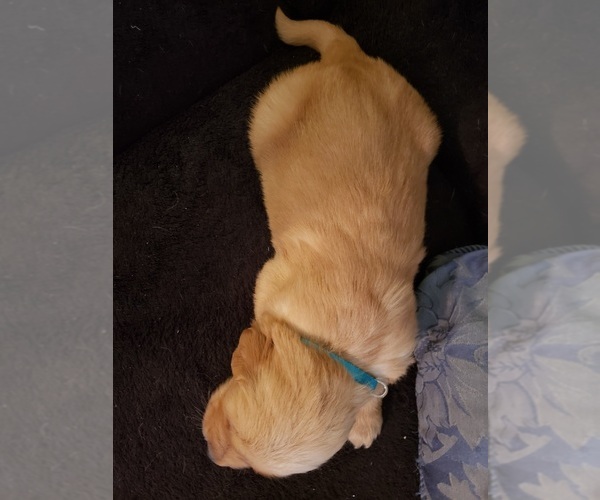 Medium Photo #22 Golden Retriever Puppy For Sale in CLAREMORE, OK, USA