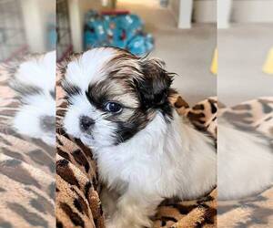 Shih Tzu Puppy for sale in AUSTIN, TX, USA