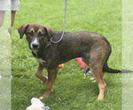 Small #3 Mutt