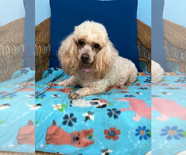 Medium Photo #1 Poodle (Miniature) Puppy For Sale in Pacolet, SC, USA