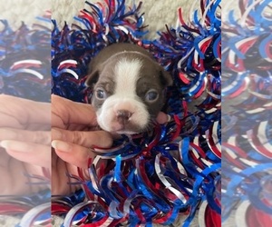 Boston Terrier Puppy for sale in CRKD RVR RNCH, OR, USA