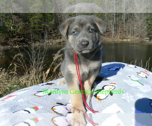 German Shepherd Dog Puppy for Sale in PIEDMONT, Missouri USA