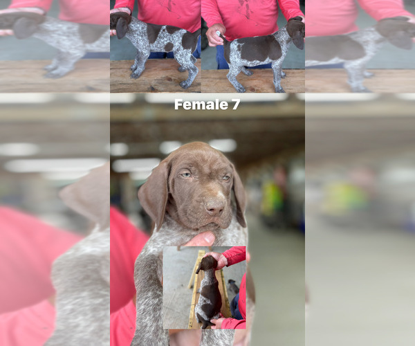 Medium Photo #7 German Shorthaired Pointer Puppy For Sale in JAMESTOWN, KY, USA