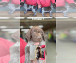 Small Photo #7 German Shorthaired Pointer Puppy For Sale in JAMESTOWN, KY, USA