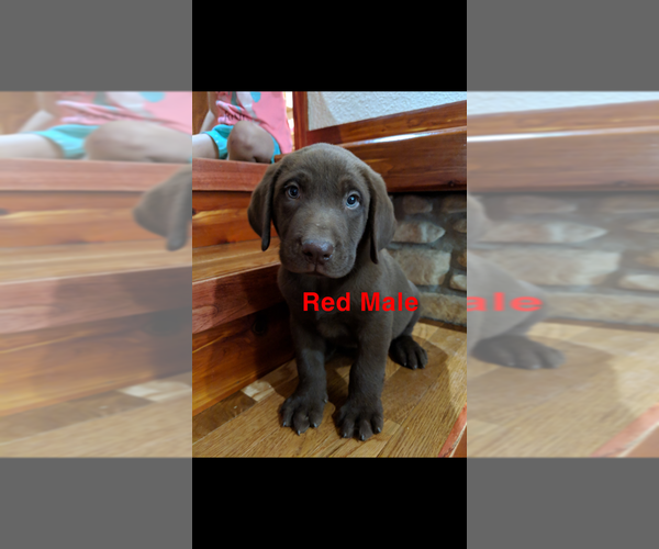 Medium Photo #9 Labrador Retriever Puppy For Sale in BRADLEYVILLE, MO, USA