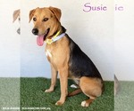 Small Labrador Retriever Mix