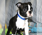 Small #7 Boston Terrier