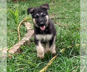 German Shepherd Dog Puppy for sale in SAINT CLOUD, FL, USA