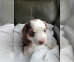 Small #2 Miniature American Shepherd