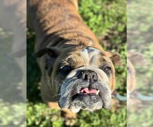 American Bulldog Dogs for adoption in Fort Lauderdale, FL, USA