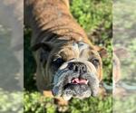 Small American Bulldog