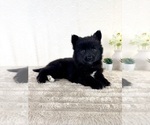Small #4 Pomsky