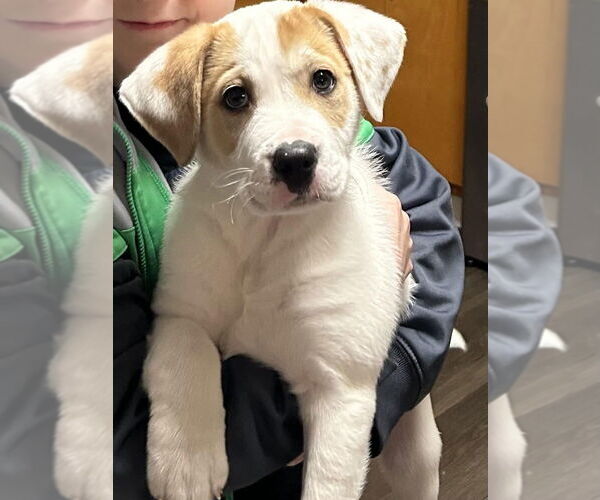 Medium Photo #1 American Pit Bull Terrier-Unknown Mix Puppy For Sale in Evansville, IN, USA