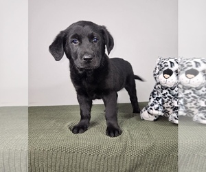 Golden Shepherd Puppy for sale in FRANKLIN, IN, USA