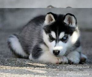 Siberian Husky Puppy for sale in THREE RIVERS, MI, USA