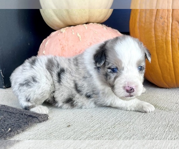 Medium Photo #1 Australian Shepherd Puppy For Sale in LODA, IL, USA