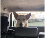 Small #1 German Shepherd Dog