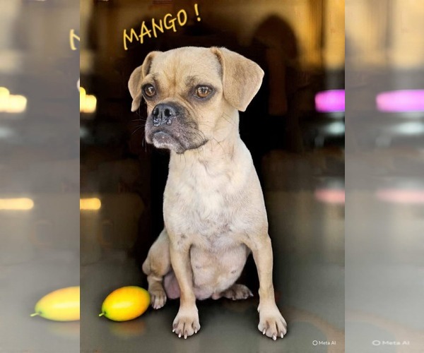 Medium Photo #5 Chug Puppy For Sale in Wakefield, RI, USA