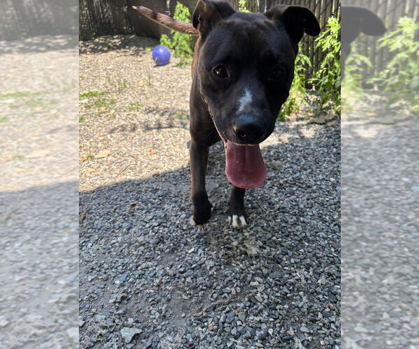 Medium Photo #4 Mutt Puppy For Sale in Elmsford, NY, USA