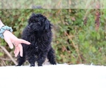 Small #37 Poodle (Toy)