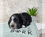 Image preview for Ad Listing. Nickname: Puppy Sam