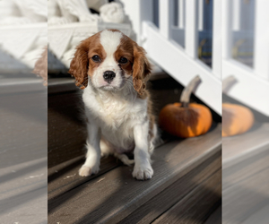 Cavalier King Charles Spaniel Puppy for sale in PHILADELPHIA, PA, USA