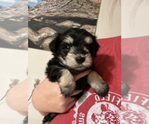 Schnauzer (Miniature) Puppy for sale in TUCSON, AZ, USA